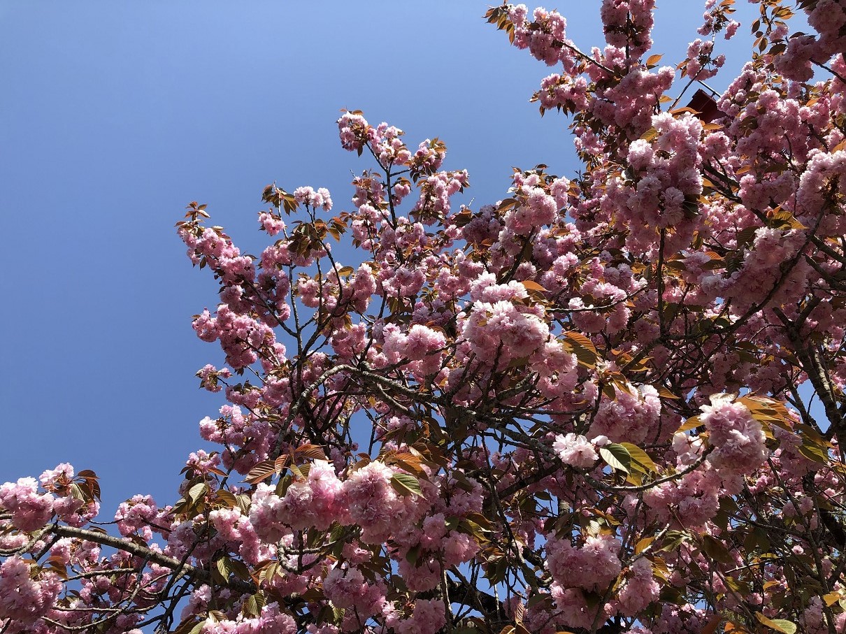 P5040278-31.jpg