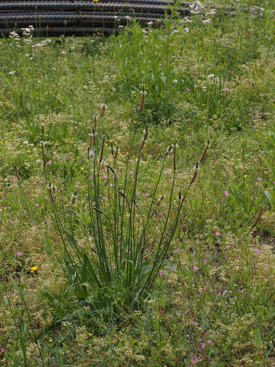 P5080701.jpg