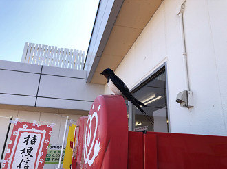 P5290317-18_thumb.png