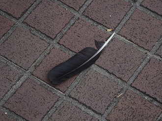 P6180205_thumb.png