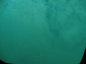 P7160253_thumb.png