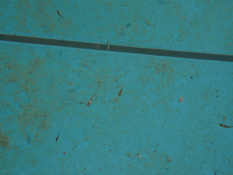 P7170591_thumb.png