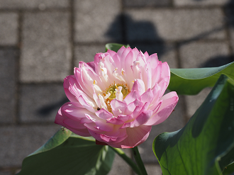 P7231192_thumb.png