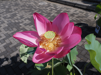 P7231194_thumb.png