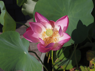 P7231195_thumb.png