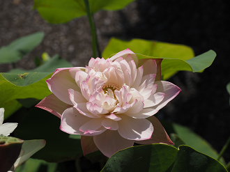 P7231200_thumb.png
