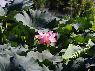 P7231242_thumb.png