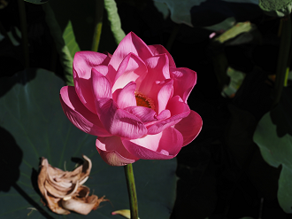 P7231248_thumb.png