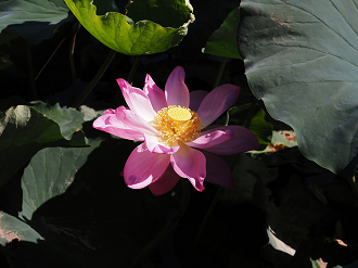 P7231249_thumb.png