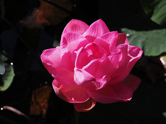 P7231250_thumb.png