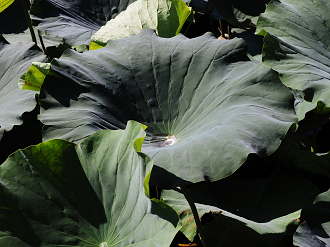 P7231251_thumb.png