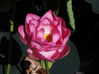 P7231257_thumb.png