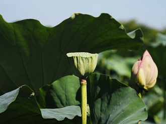 P7231262_thumb.png