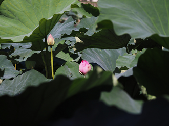 P7231263_thumb.png
