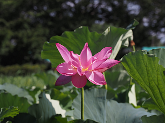P7231282_thumb.png