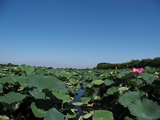 P7231297_thumb.png