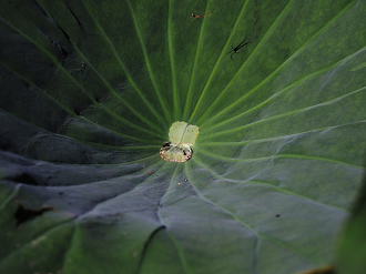 P7231311_thumb.png