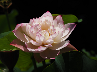 P7231352_thumb.png