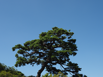 P7231353_thumb.png