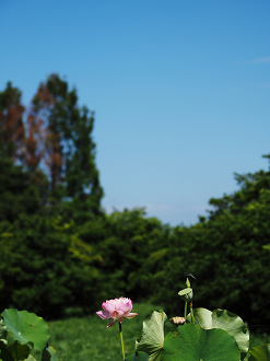 P7231355_thumb.png