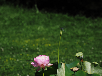 P7231360_thumb.png