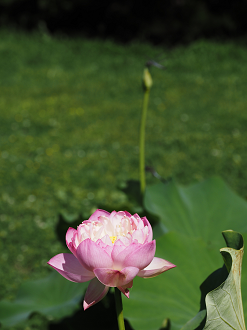 P7231362_thumb.png