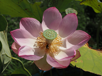P7231364_thumb.png
