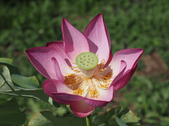 P7231366_thumb.png