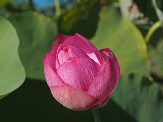 P7231368_thumb.png