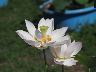 P7231371_thumb.png