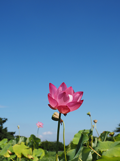 P7231373_thumb.png