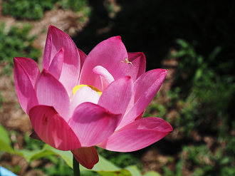 P7231374_thumb.png