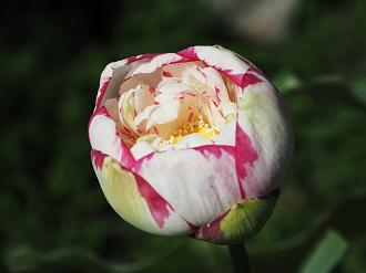 P7231379_thumb.png