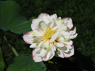 P7231380_thumb.png