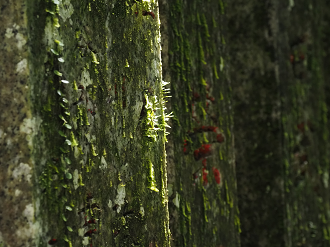 P7231584_thumb.png