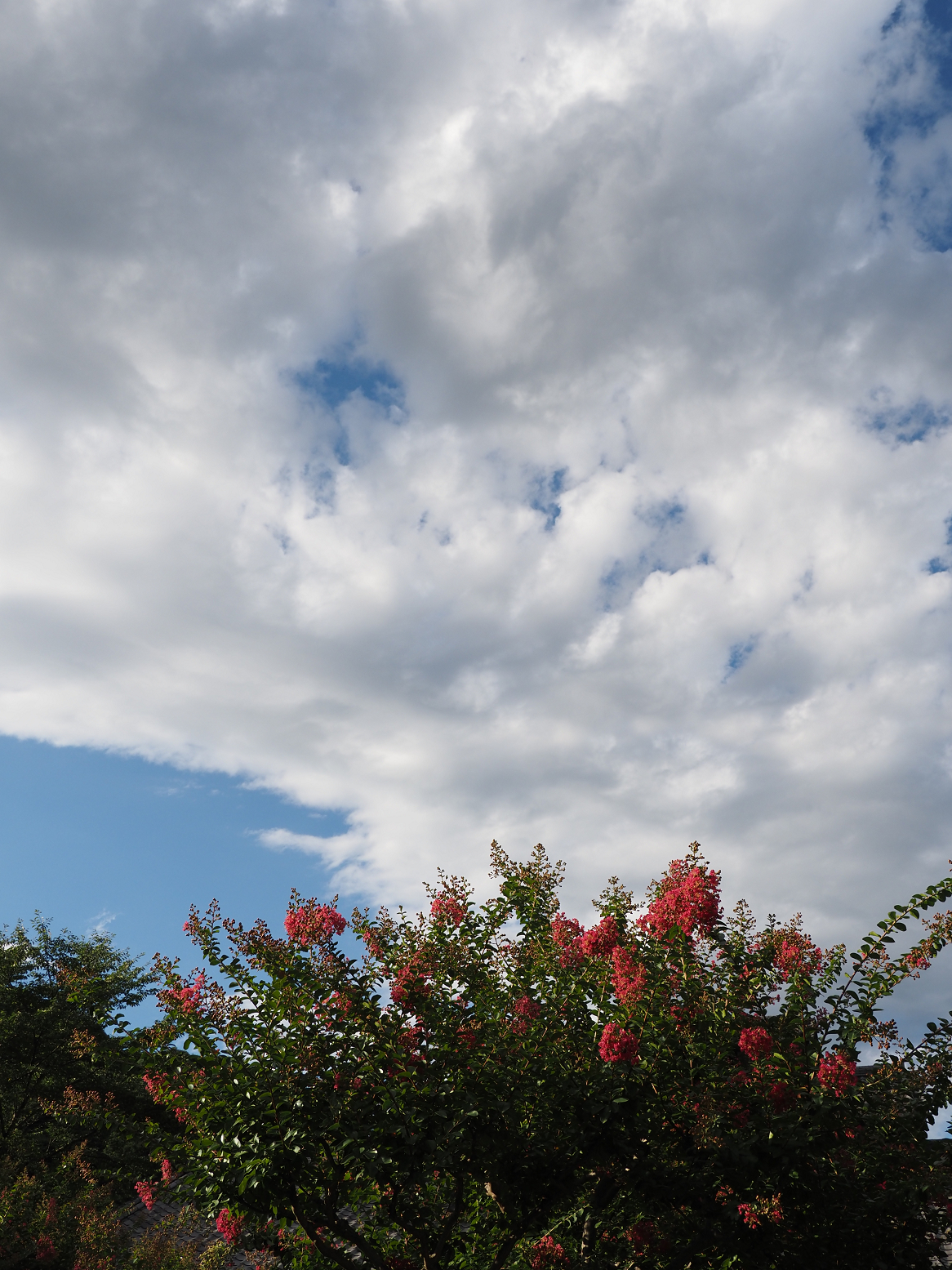 P7231713.jpg