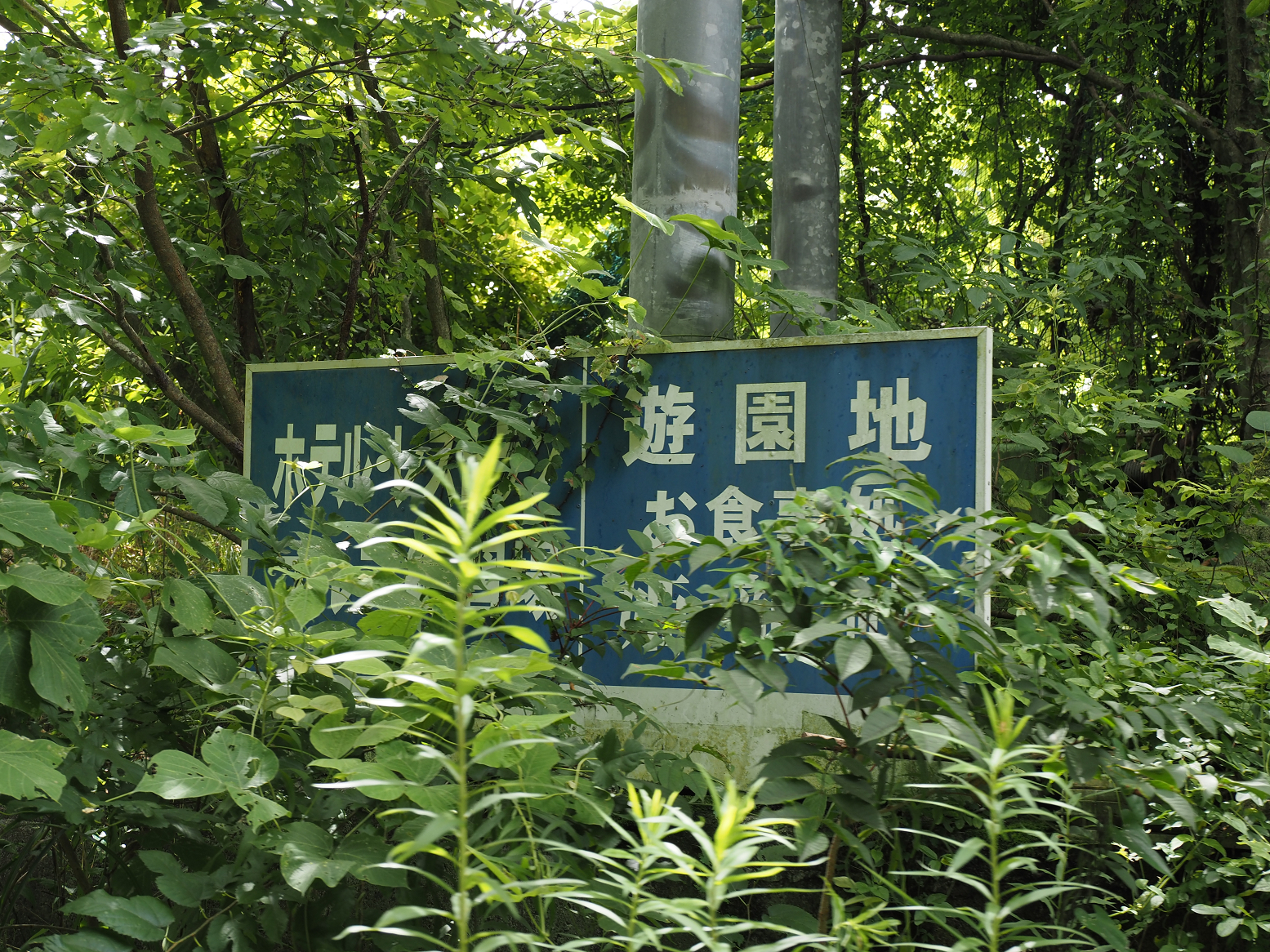 P8200051.jpg