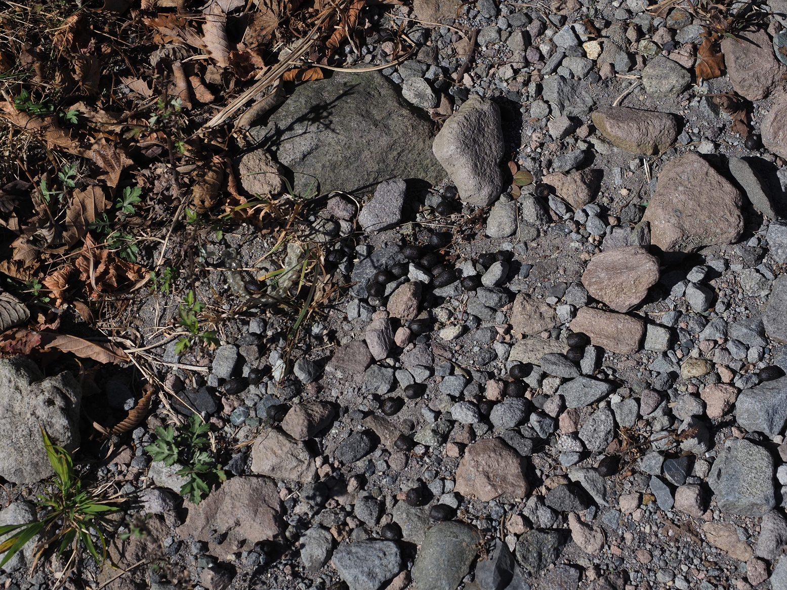 PA290014.jpg