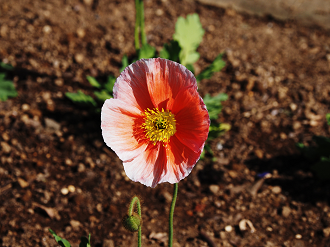 P3110819_thumb.png