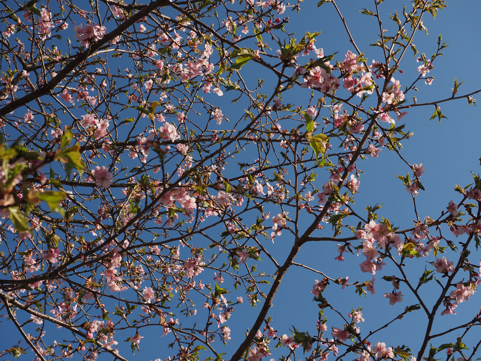 P4010373.jpg
