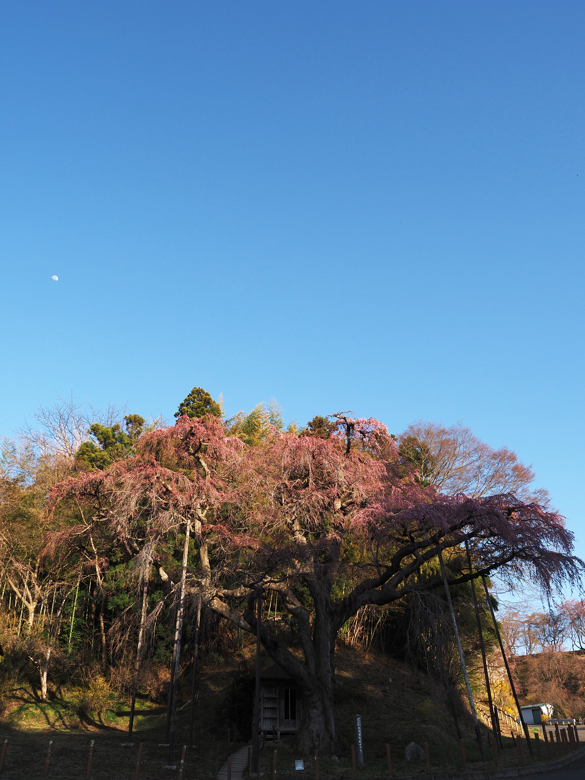 P4010384.jpg