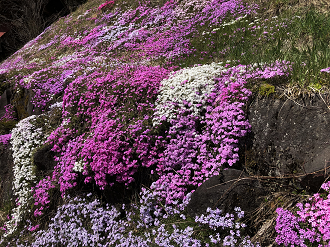 P5020269-116_thumb.png
