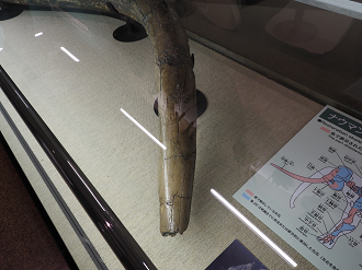 P7150359_thumb.png