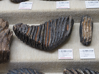 P7150366_thumb.png