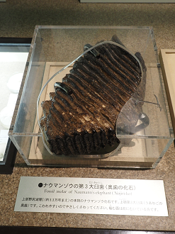 P7150378_thumb.png