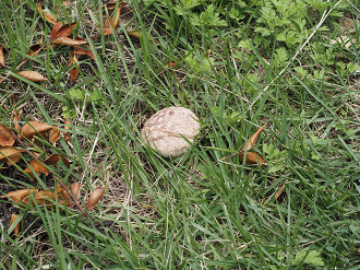 P7160439_thumb.png