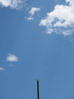 P7160445_thumb.png
