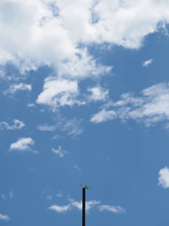 P7160446_thumb.png
