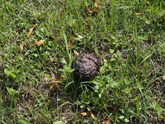 P7160447_thumb.png