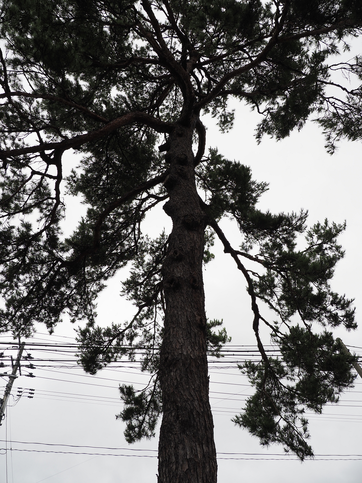 P8120158.jpg